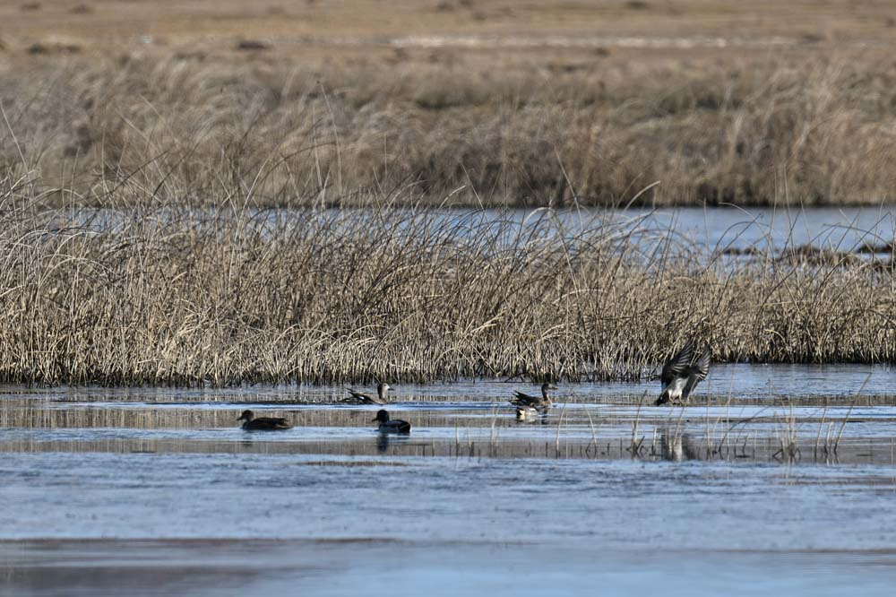Pešterska visoravan – galerija