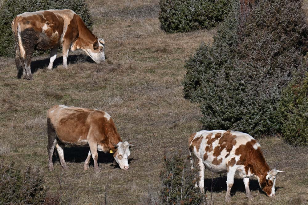 Pešterska visoravan – galerija