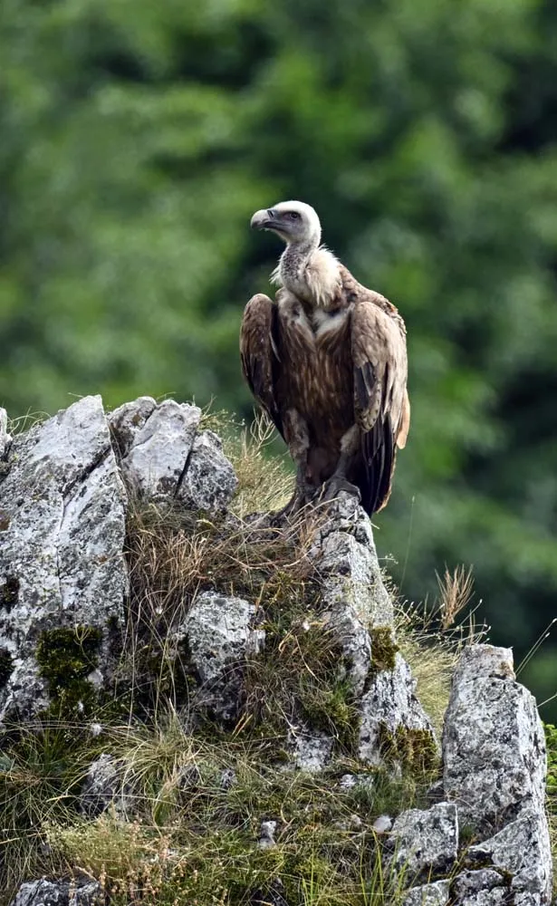 Specijalni rezervat prirode Uvac – galerija
