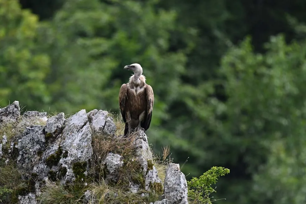 Specijalni rezervat prirode Uvac – galerija