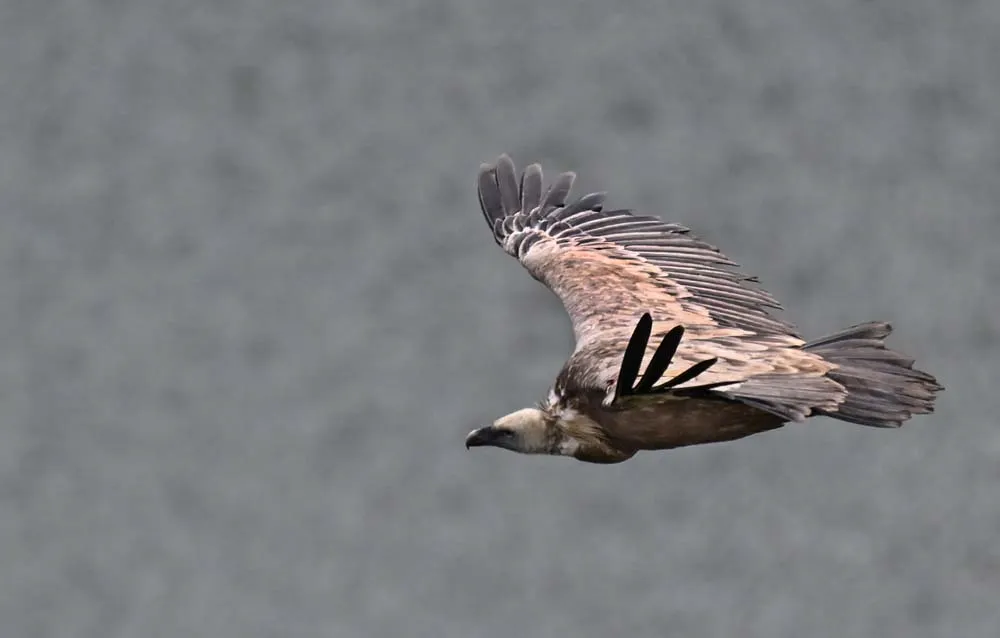 Specijalni rezervat prirode Uvac – galerija