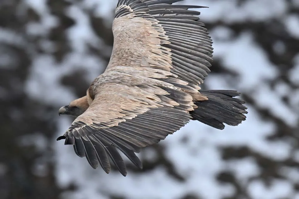 Specijalni rezervat prirode Uvac – galerija