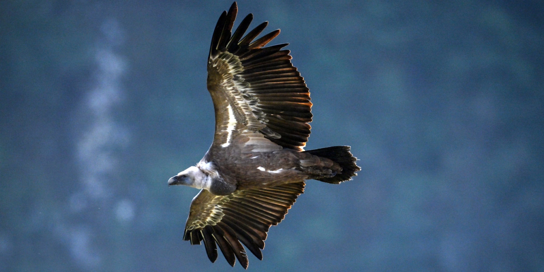 Specijalni rezervat prirode Uvac – galerija