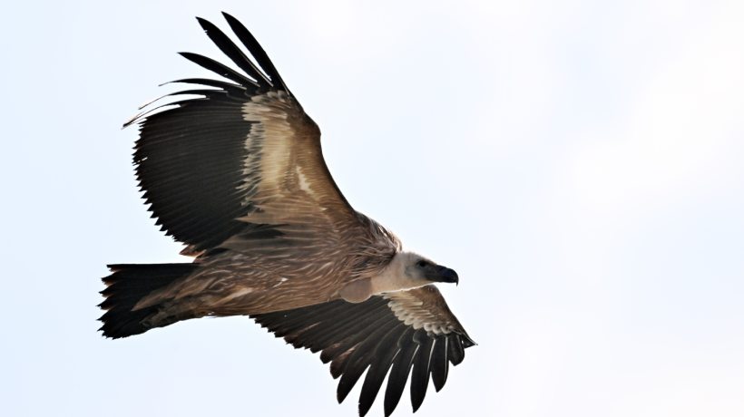 Specijalni rezervat prirode Uvac – galerija